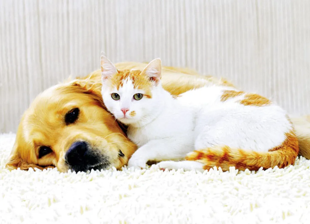 Staubsauger|Technik>Bodenstaubsauger mit Zyklon-Technologie SILBER/ORANGE