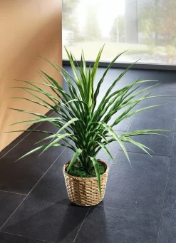 Dekoration>Elefantenfuß im Topf GRÜN