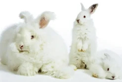 Wohlbefinden|Bekleidung & Strümpfe>Herren-Angorawäsche NATUR