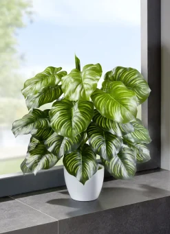 Dekoration>Marantabusch in weißen Keramiktopf GRÜN