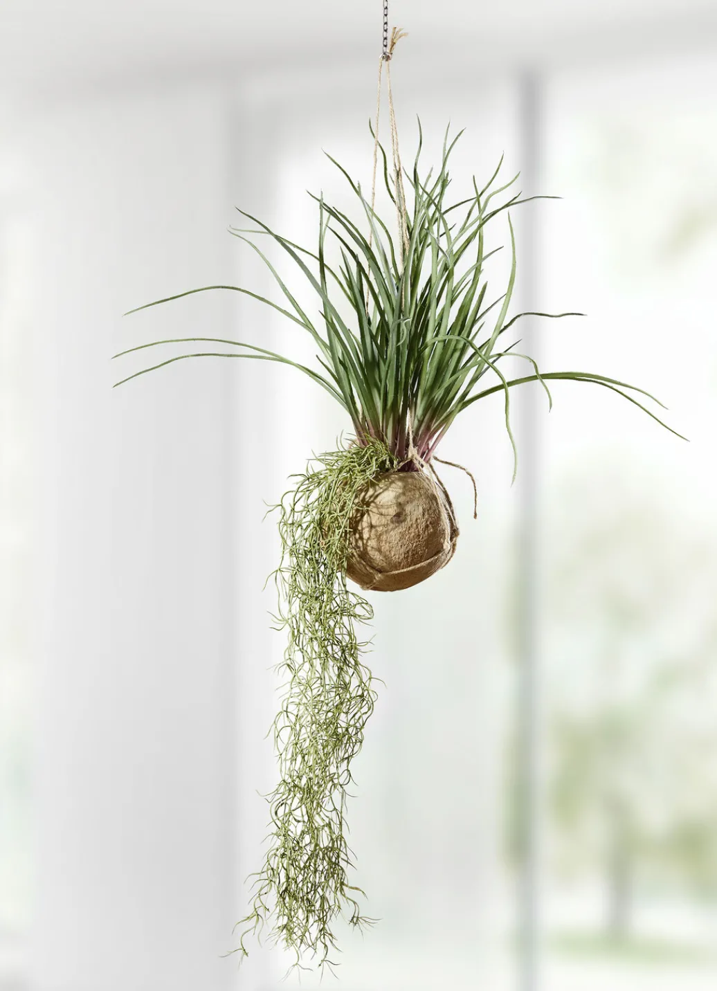 Dekoration>Tillandsia-Hängepflanze GRÜN